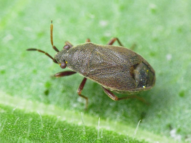 Stygnocoris rusticus (Fallen, 1807)